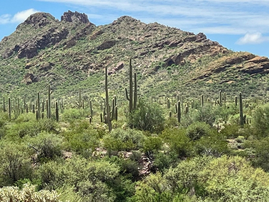 Desert Acreage in Show Low